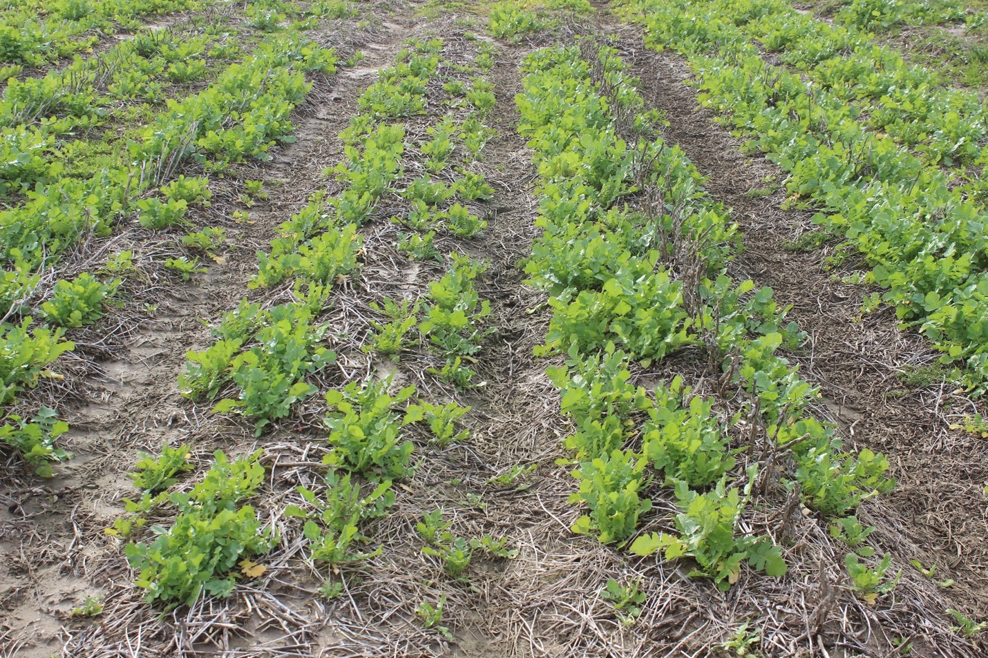 Utility of Zidua (Pyroxasulfone) Herbicide in Winter Cover Crop Weed Management